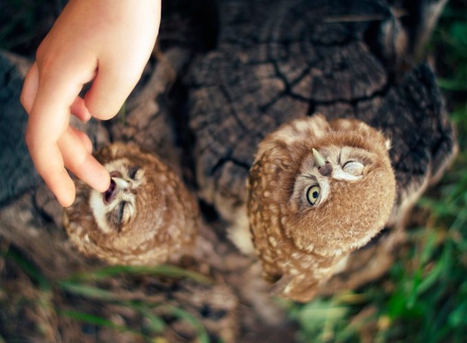 Wallpaper Owl, Ann and Hayk Owls, Armenia, cute, hand, Animals 769785917